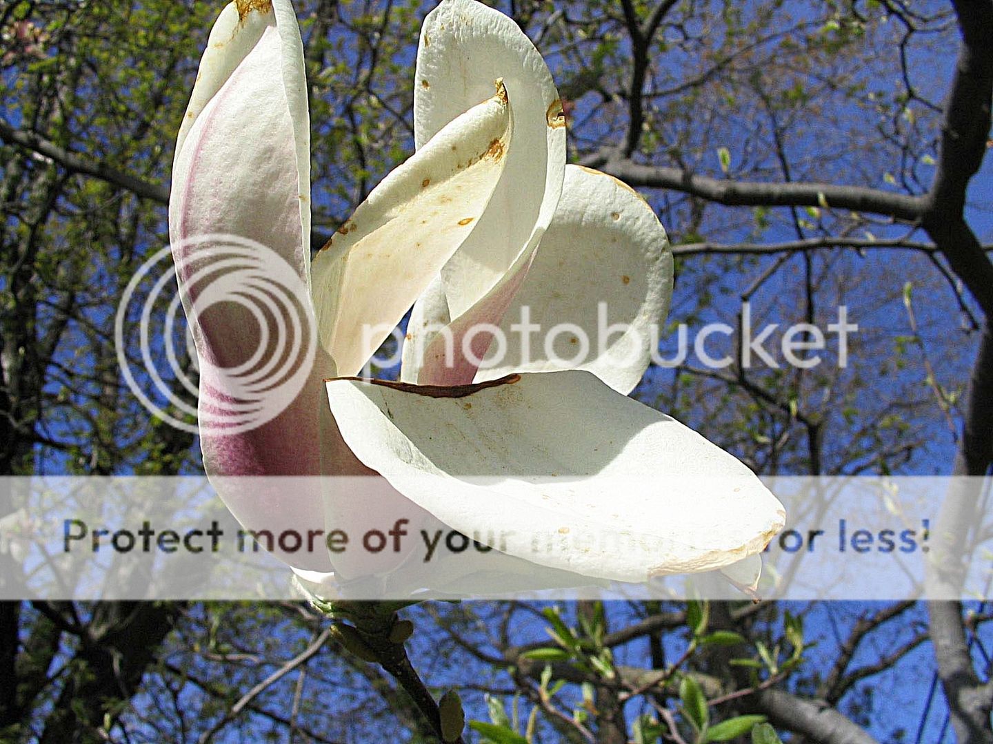 IMAGE: http://img78.photobucket.com/albums/v248/MattsOnlyHope/HangingFlower.jpg