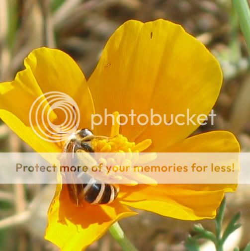 poppy