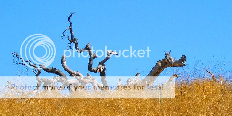 dragon in golden grass