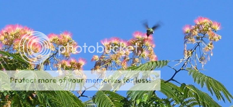 breakfast with a humming bird